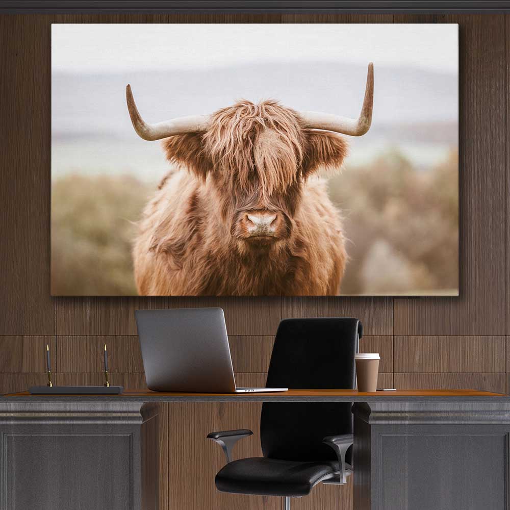Animal wall art and canvas prints of Highland Cow on a stretched canvas displayed in a room