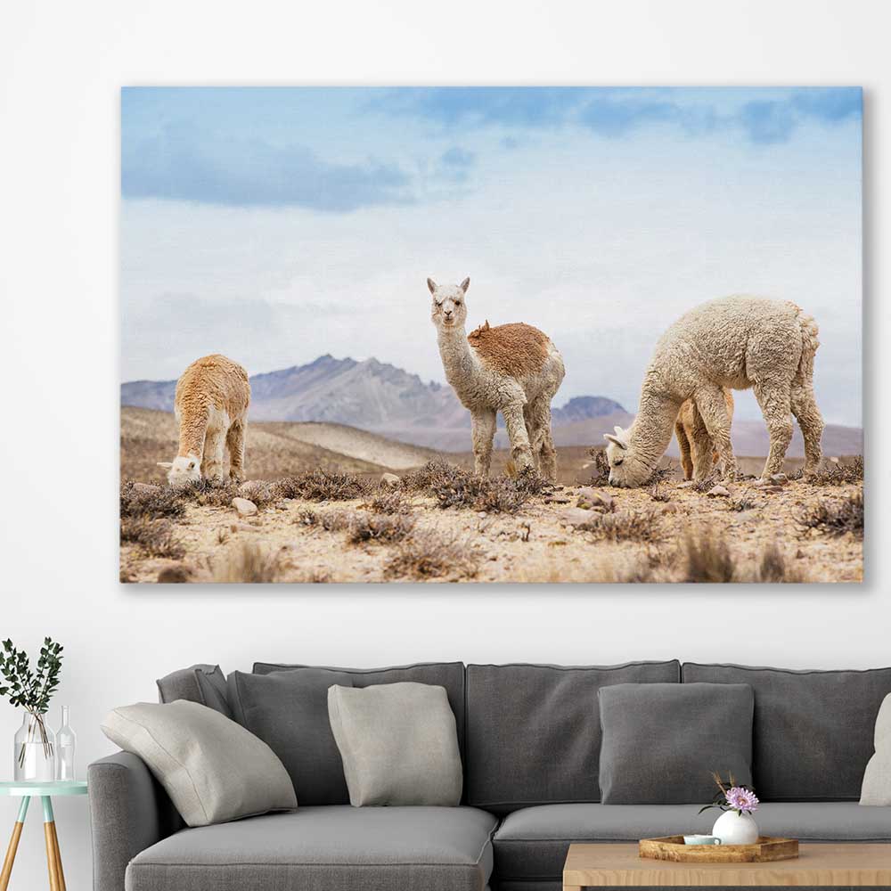 Animal wall art and canvas prints of Llamas in Peru on a stretched canvas displayed in a room