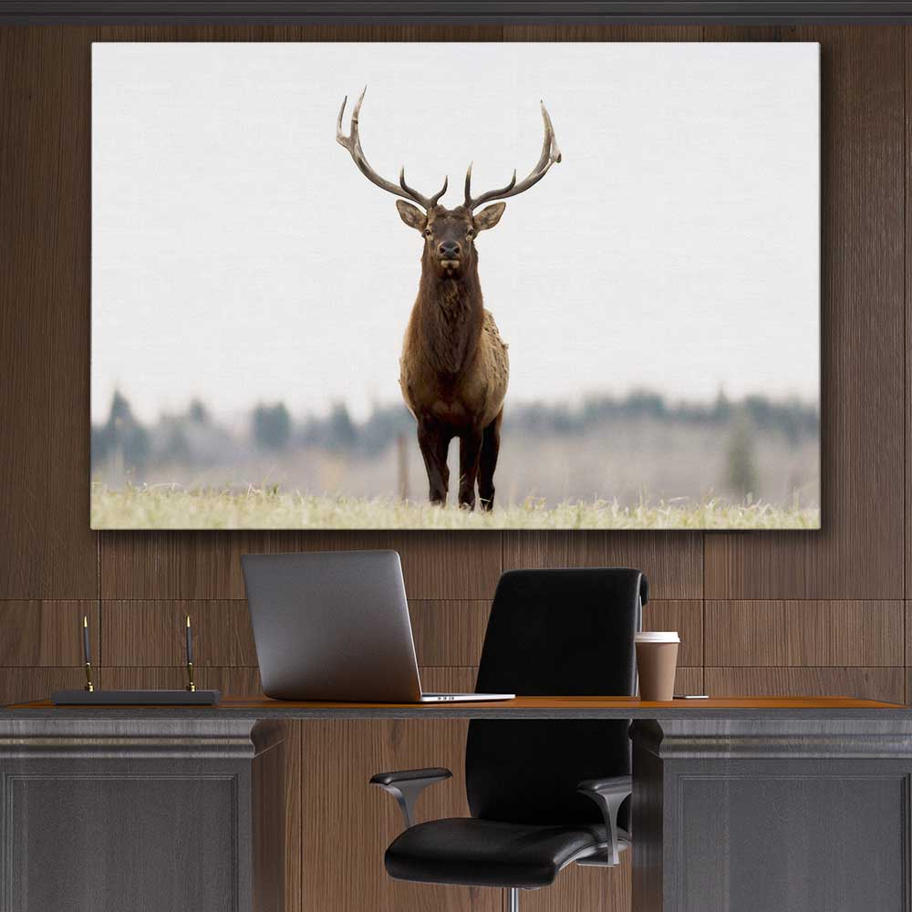 Animal wall art and canvas prints of Lone Deer on a stretched canvas displayed in a room