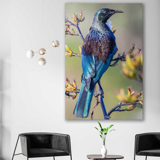 Animal wall art and canvas prints of New Zealand Tui on a stretched canvas displayed in a room