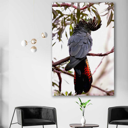 Animal wall art and canvas prints of Red Tail Cockatoo on a stretched canvas displayed in a room