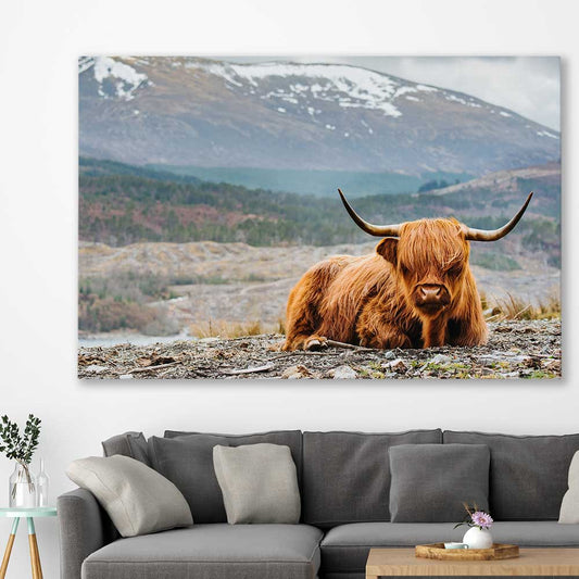 Animal wall art and canvas prints of Relaxing Highland on a stretched canvas displayed in a room