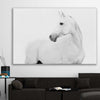 Animal wall art and canvas prints of White Horse on a stretched canvas displayed in a room