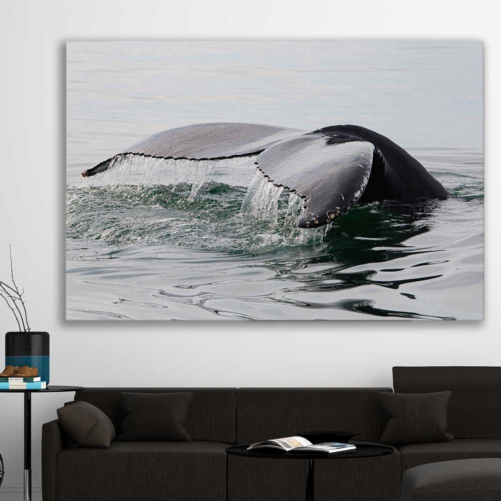 Beach and coastal wall art print of Humpback Whale on a stretched canvas displayed in a room