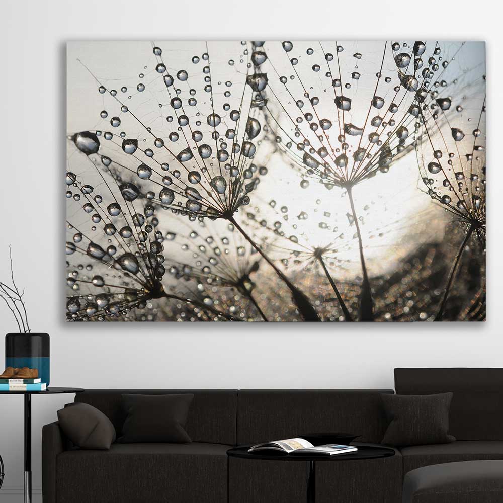 Floral print of Dandelion Seed Sunrise on a stretched canvas displayed in a room