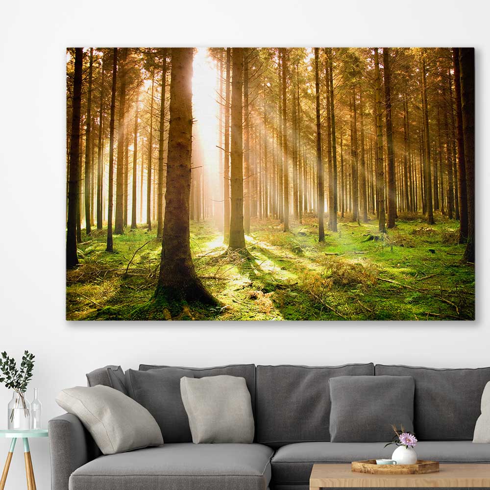 Floral print of Pine Forest Sunrise on a stretched canvas displayed in a room