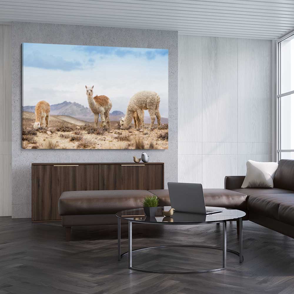 Animal wall art and canvas prints of Llamas in Peru on a stretched canvas displayed from an angle in a room