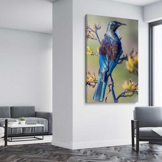 Animal wall art and canvas prints of New Zealand Tui on a stretched canvas displayed from an angle in a room
