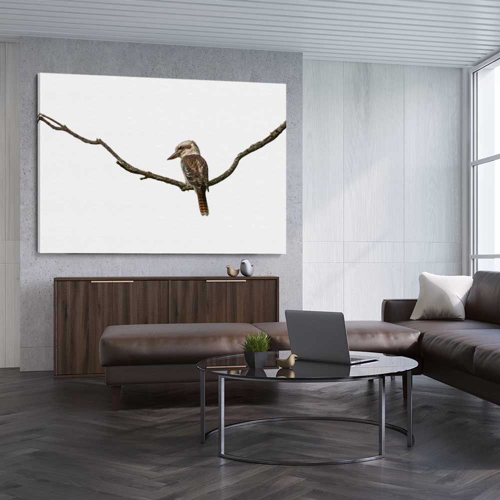 Animal wall art and canvas prints of Perched Kookaburra on a stretched canvas displayed from an angle in a room