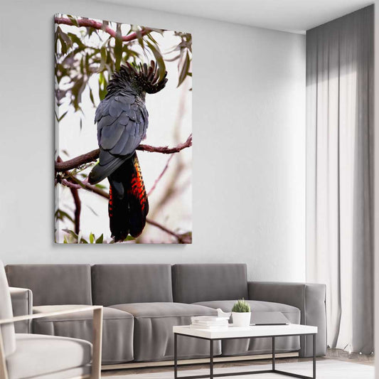 Animal wall art and canvas prints of Red Tail Cockatoo on a stretched canvas displayed from an angle in a room