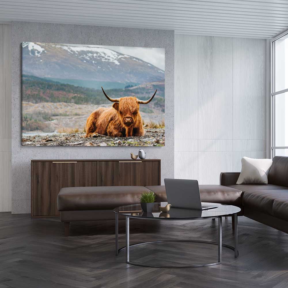 Animal wall art and canvas prints of Relaxing Highland on a stretched canvas displayed from an angle in a room