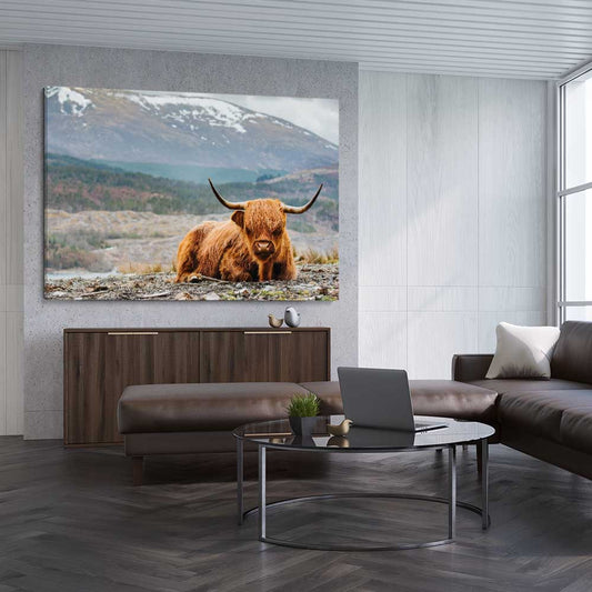 Animal wall art and canvas prints of Relaxing Highland on a stretched canvas displayed from an angle in a room