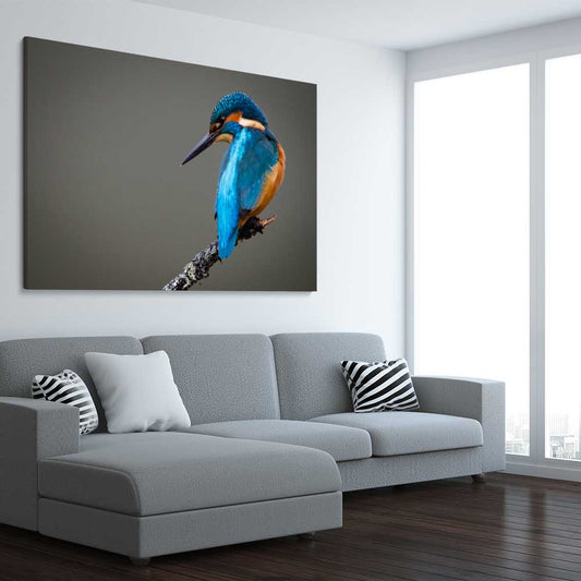 Animal wall art and canvas prints of Wild Kingfisher on a stretched canvas displayed from an angle in a room
