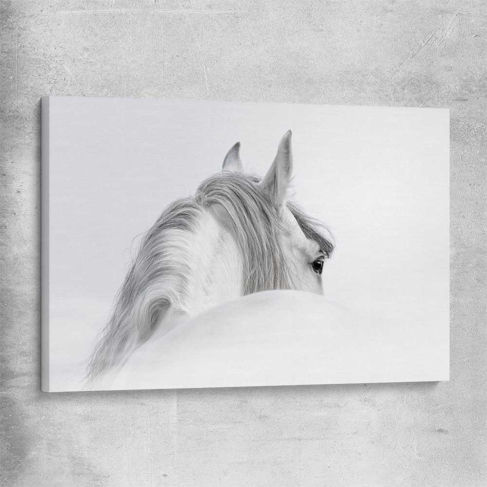 Animal wall art and canvas prints of Andalusian Horse on a stretched canvas