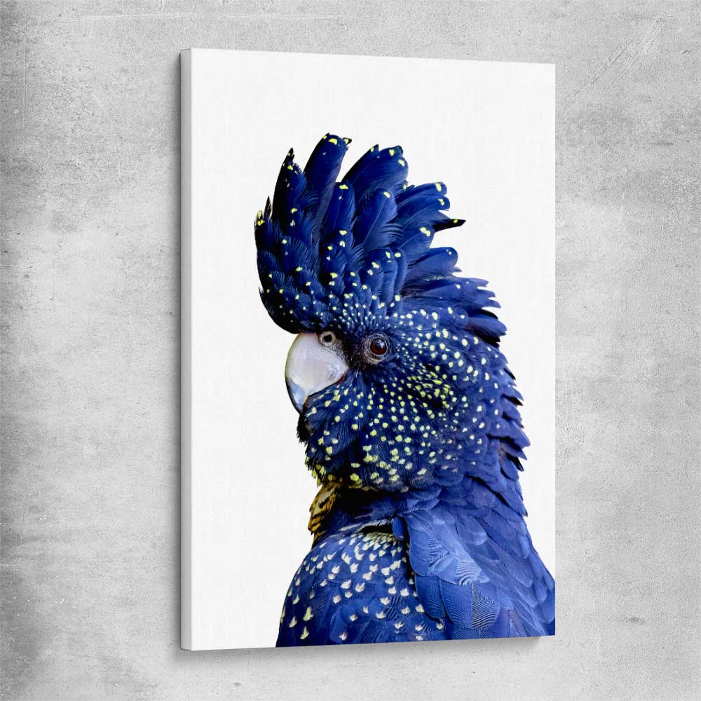 Animal wall art and canvas prints of Black Cockatoo One on a stretched canvas