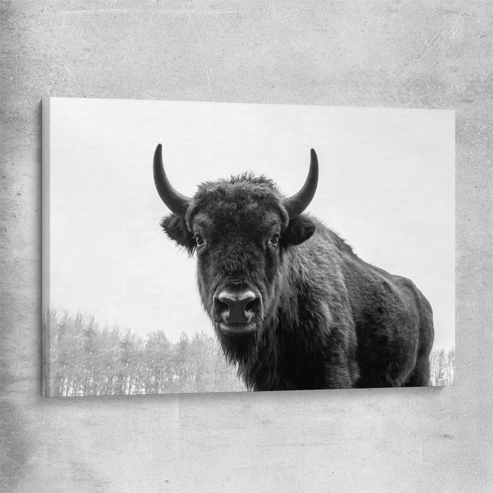 Animal wall art and canvas prints of Buffalo Gaze on a stretched canvas