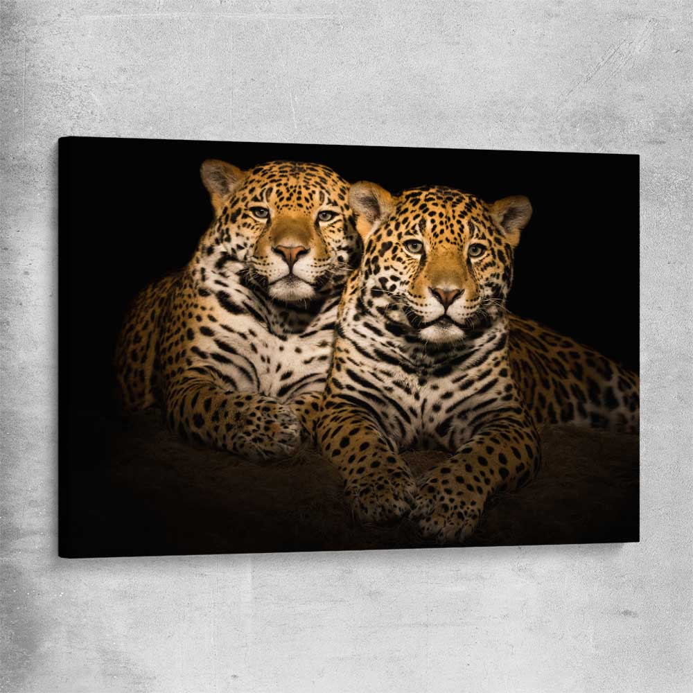 Animal wall art and canvas prints of Calm Jaguar Couple on a stretched canvas