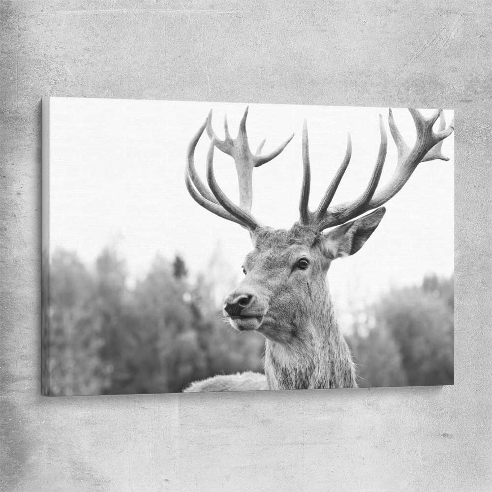 Animal wall art and canvas prints of Deer Focus on a stretched canvas