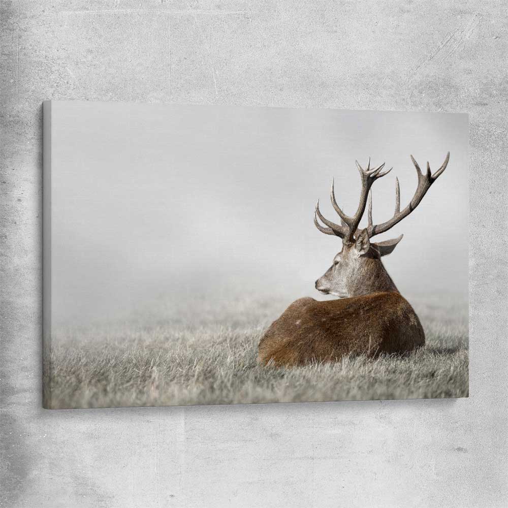 Animal wall art and canvas prints of Deer Solitude on a stretched canvas