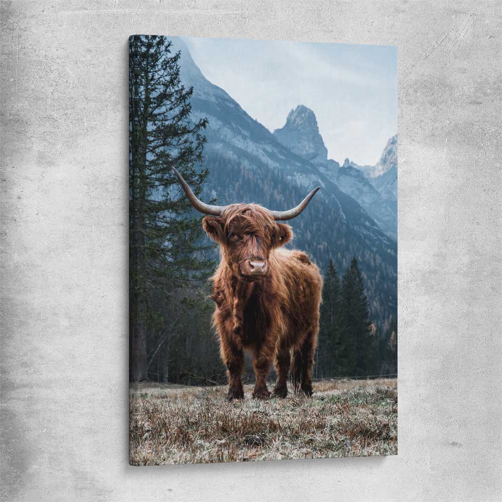 Animal wall art and canvas prints of Growing Highland on a stretched canvas