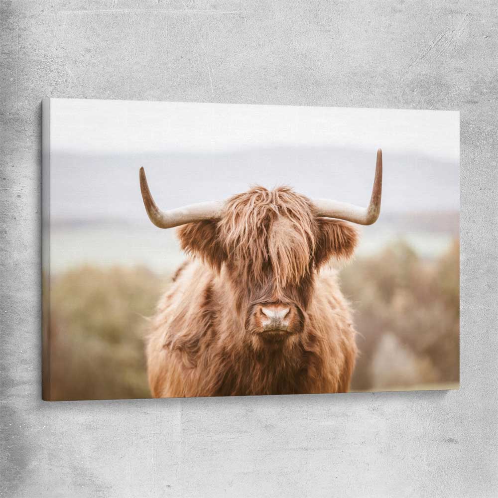 Animal wall art and canvas prints of Highland Cow on a stretched canvas