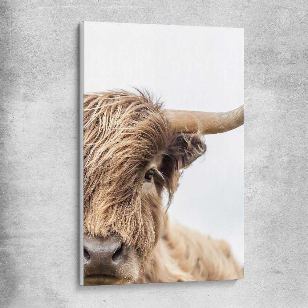Animal wall art and canvas prints of Highland Graze on a stretched canvas