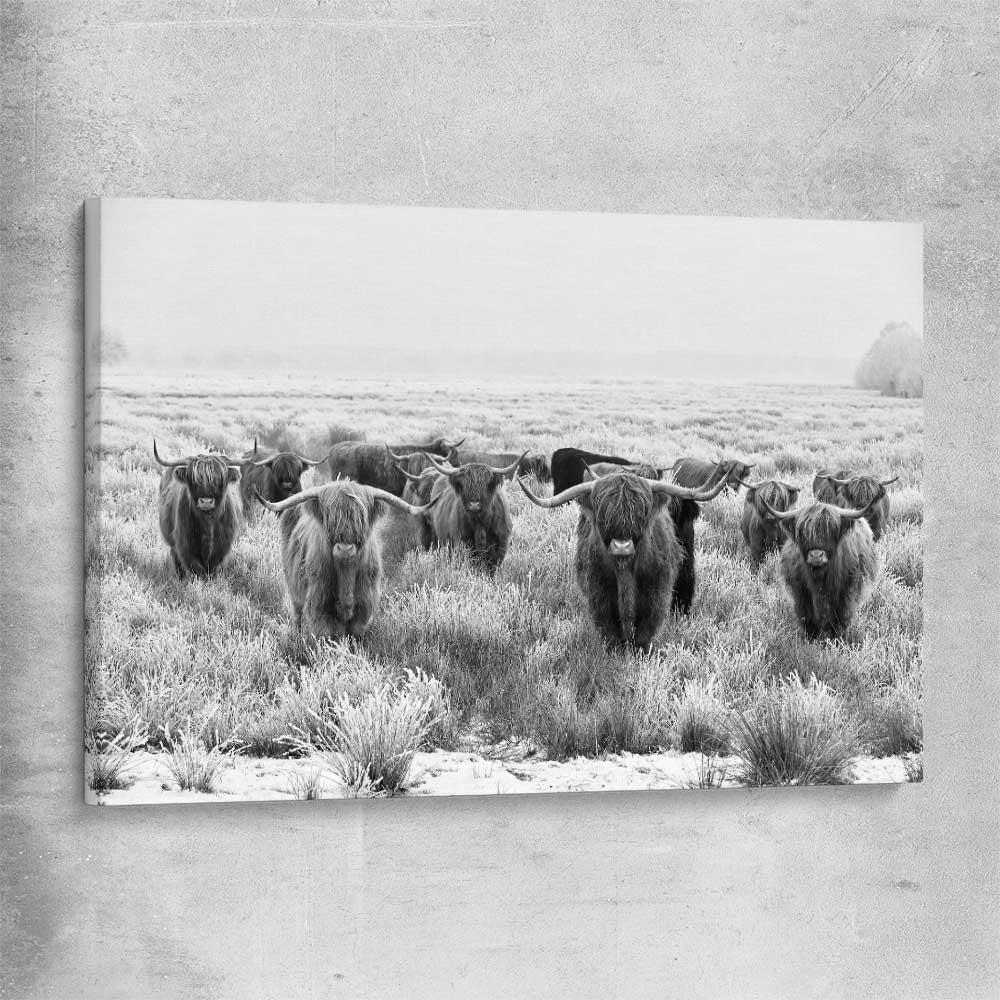 Animal wall art and canvas prints of Highland Monochrome on a stretched canvas