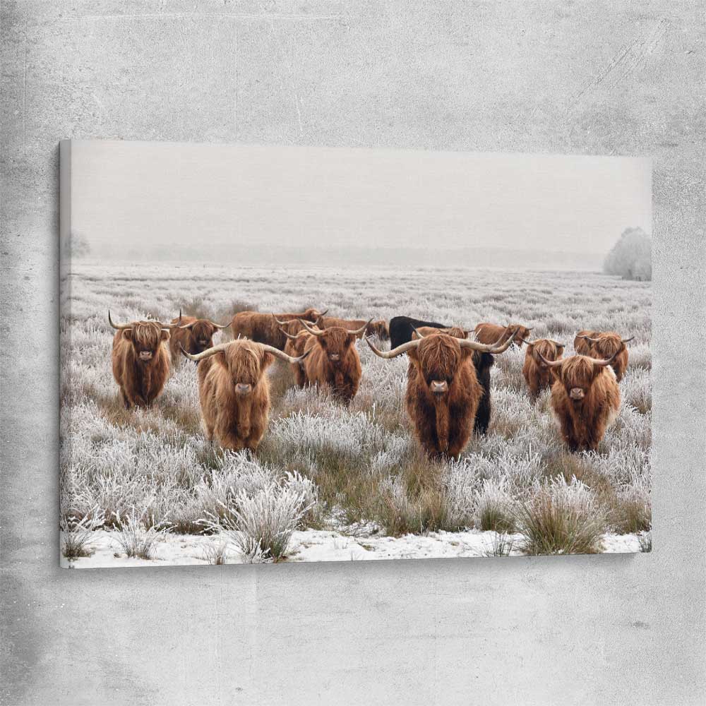 Animal wall art and canvas prints of Highland Ranges on a stretched canvas