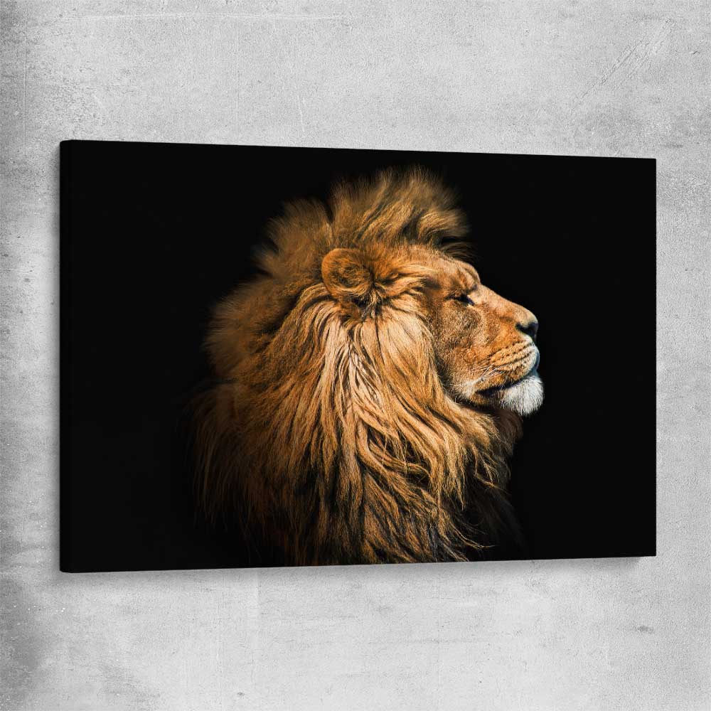 Animal wall art and canvas prints of Lion Mentality on a stretched canvas