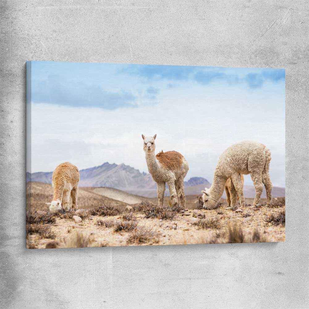 Animal wall art and canvas prints of Llamas in Peru on a stretched canvas