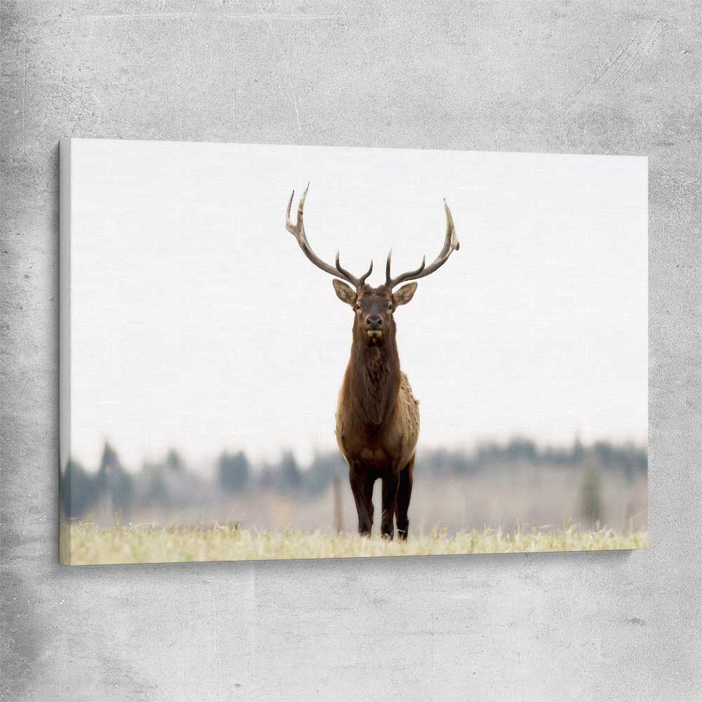 Animal wall art and canvas prints of Lone Deer on a stretched canvas
