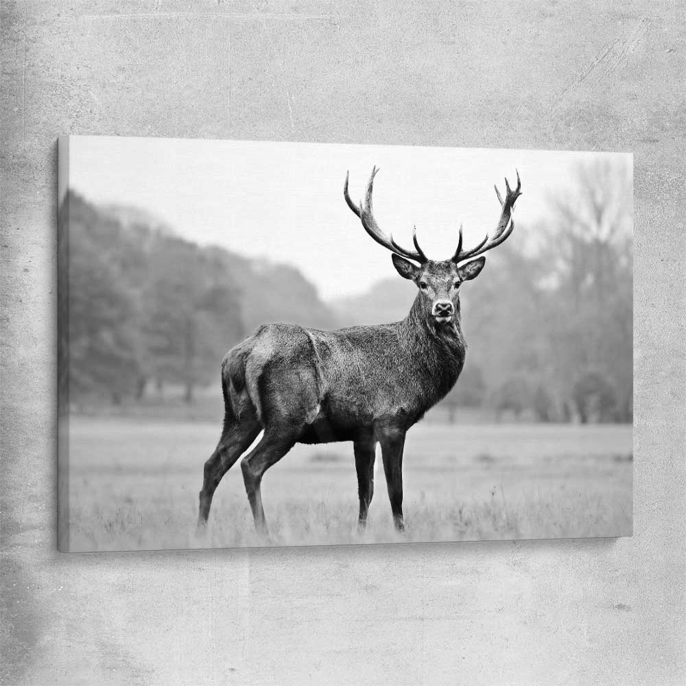 Animal wall art and canvas prints of Majestic Red Deer on a stretched canvas