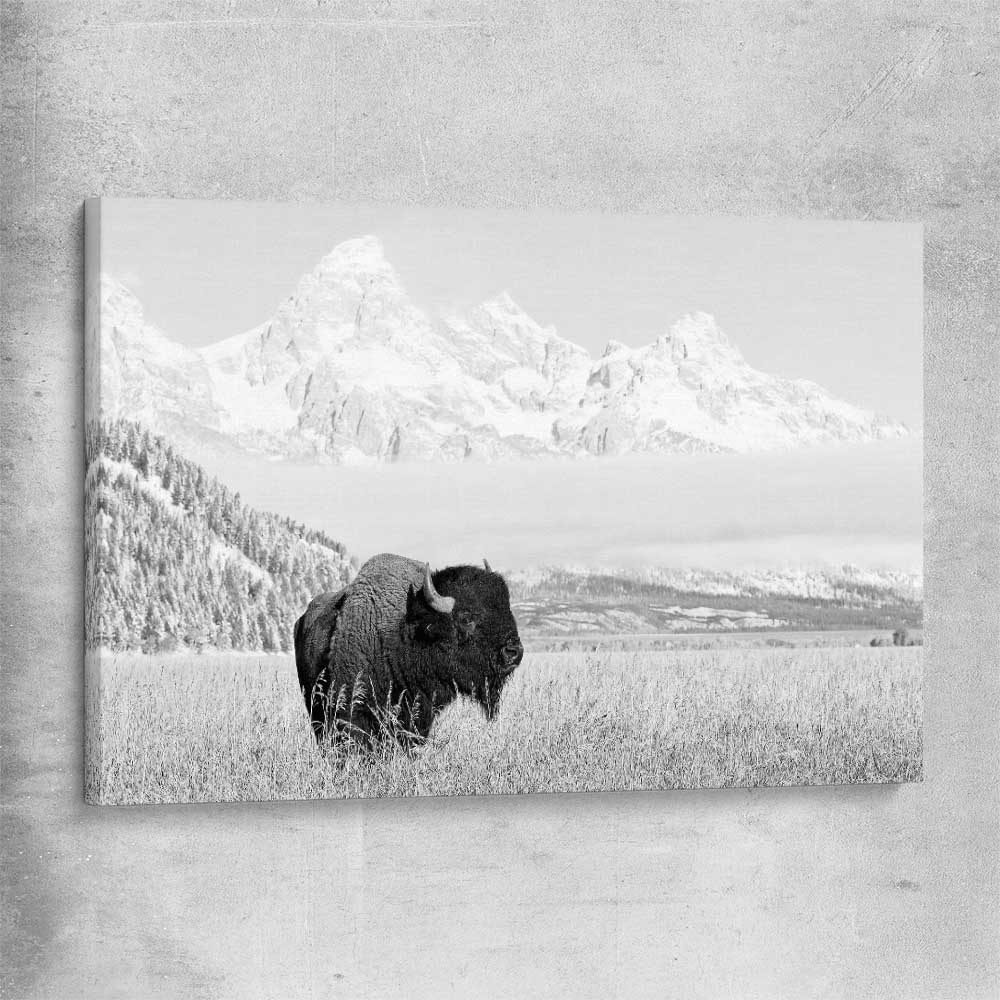 Animal wall art and canvas prints of Mountain Bison on a stretched canvas