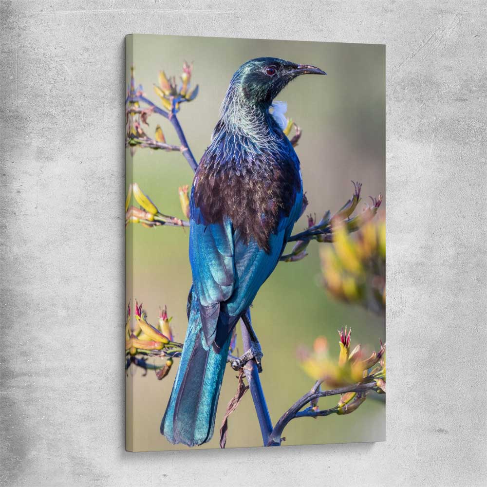 Animal wall art and canvas prints of New Zealand Tui on a stretched canvas