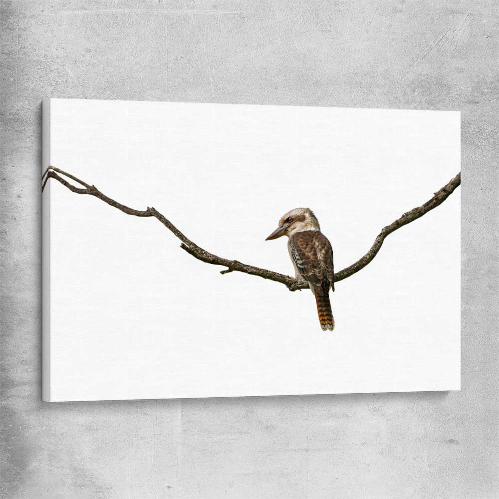 Animal wall art and canvas prints of Perched Kookaburra on a stretched canvas