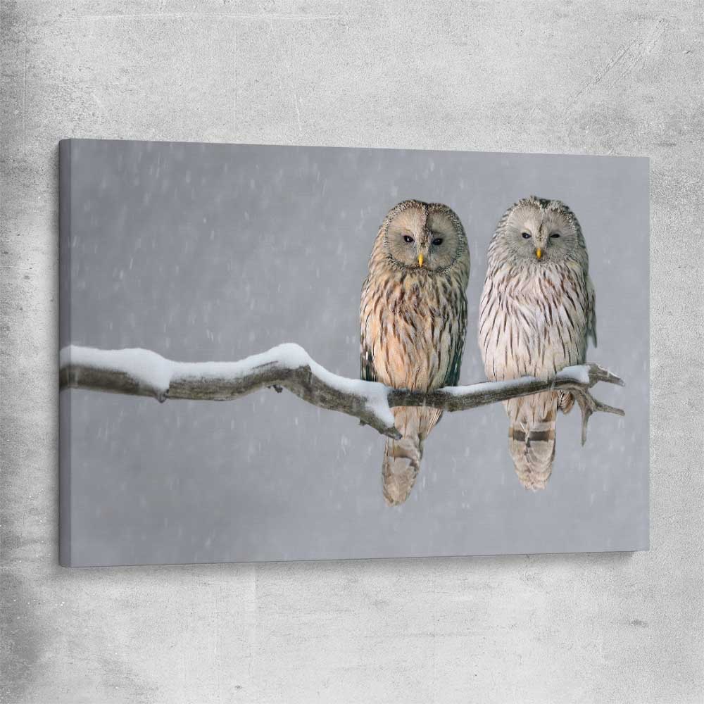 Animal wall art and canvas prints of Perched Owls on a stretched canvas