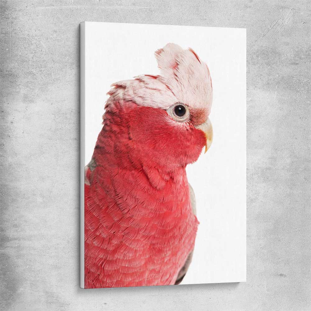 Animal wall art and canvas prints of Pink Cockatoo on a stretched canvas