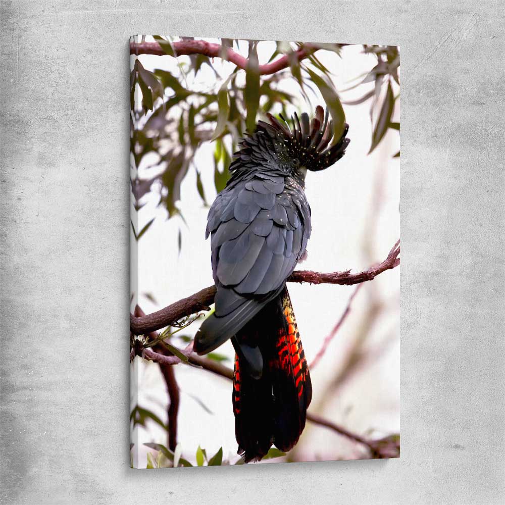 Animal wall art and canvas prints of Red Tail Cockatoo on a stretched canvas