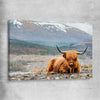 Animal wall art and canvas prints of Relaxing Highland on a stretched canvas
