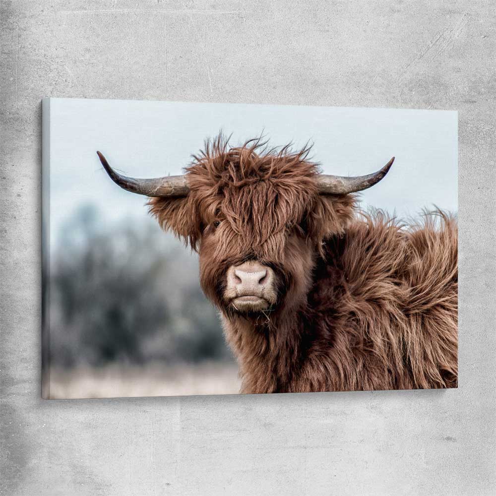 Animal wall art and canvas prints of Scottish Highland on a stretched canvas