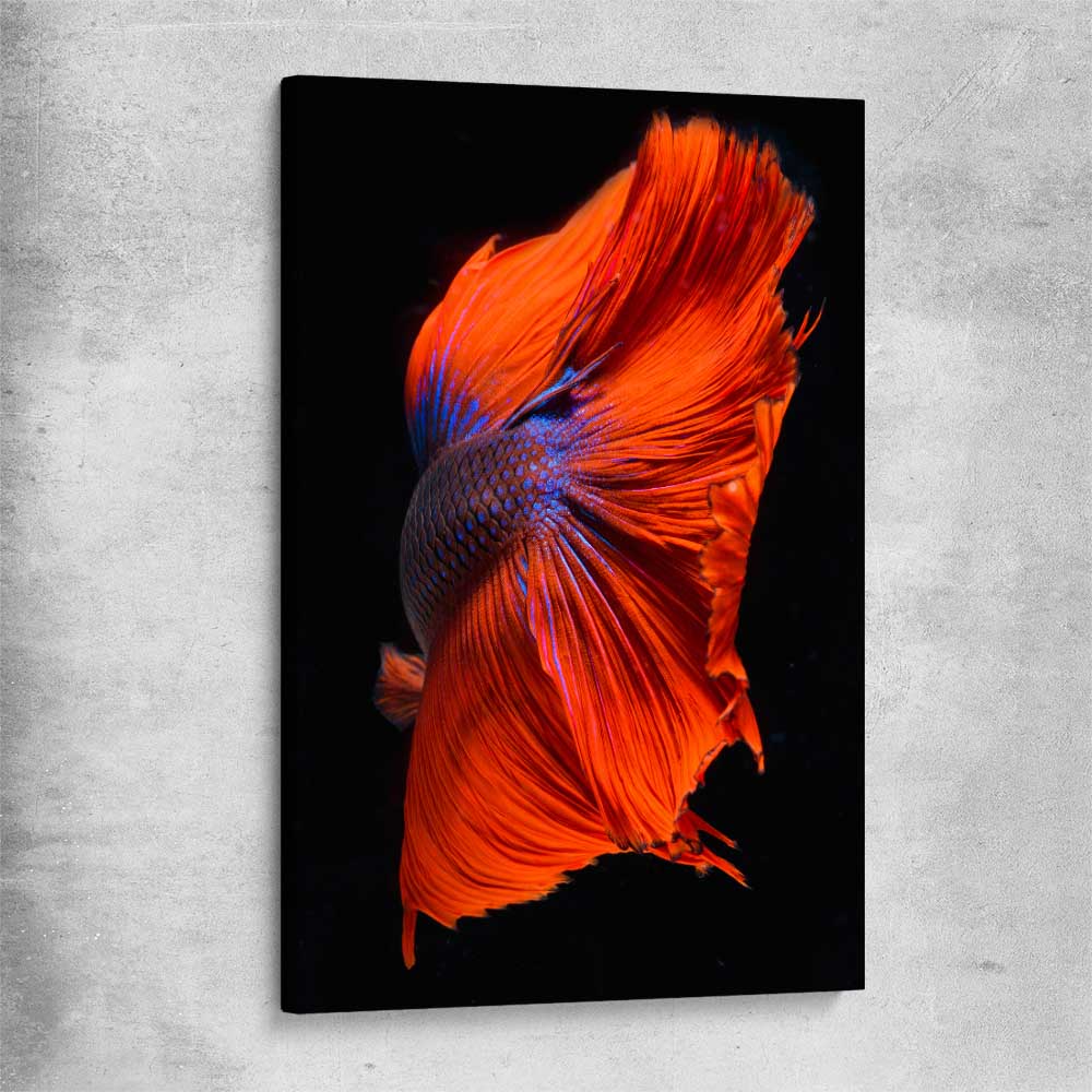 Animal wall art and canvas prints of Siamese Fighter on a stretched canvas