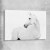 Animal wall art and canvas prints of White Horse on a stretched canvas