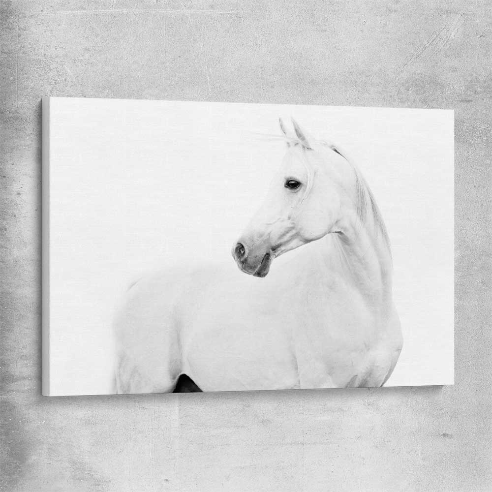 Animal wall art and canvas prints of White Horse on a stretched canvas
