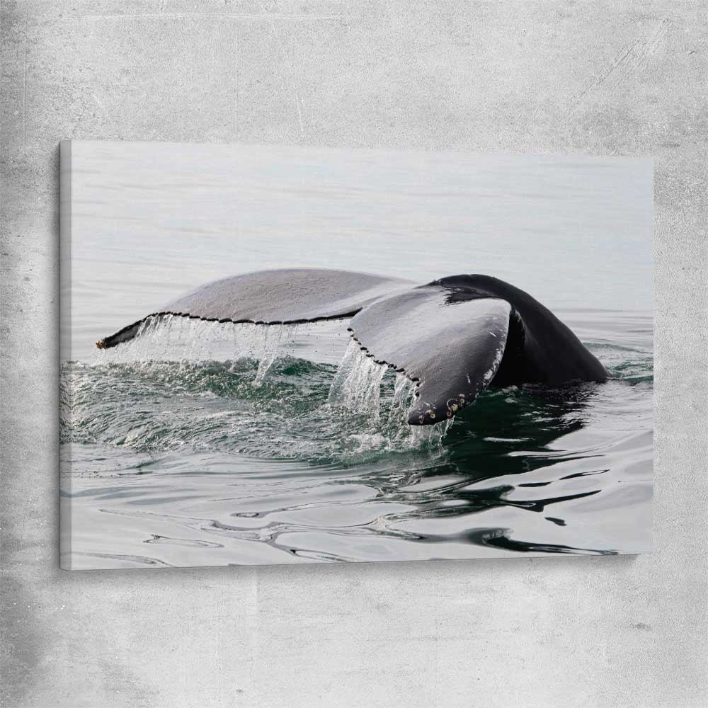 Beach and coastal wall art print of Humpback Whale on a stretched canvas