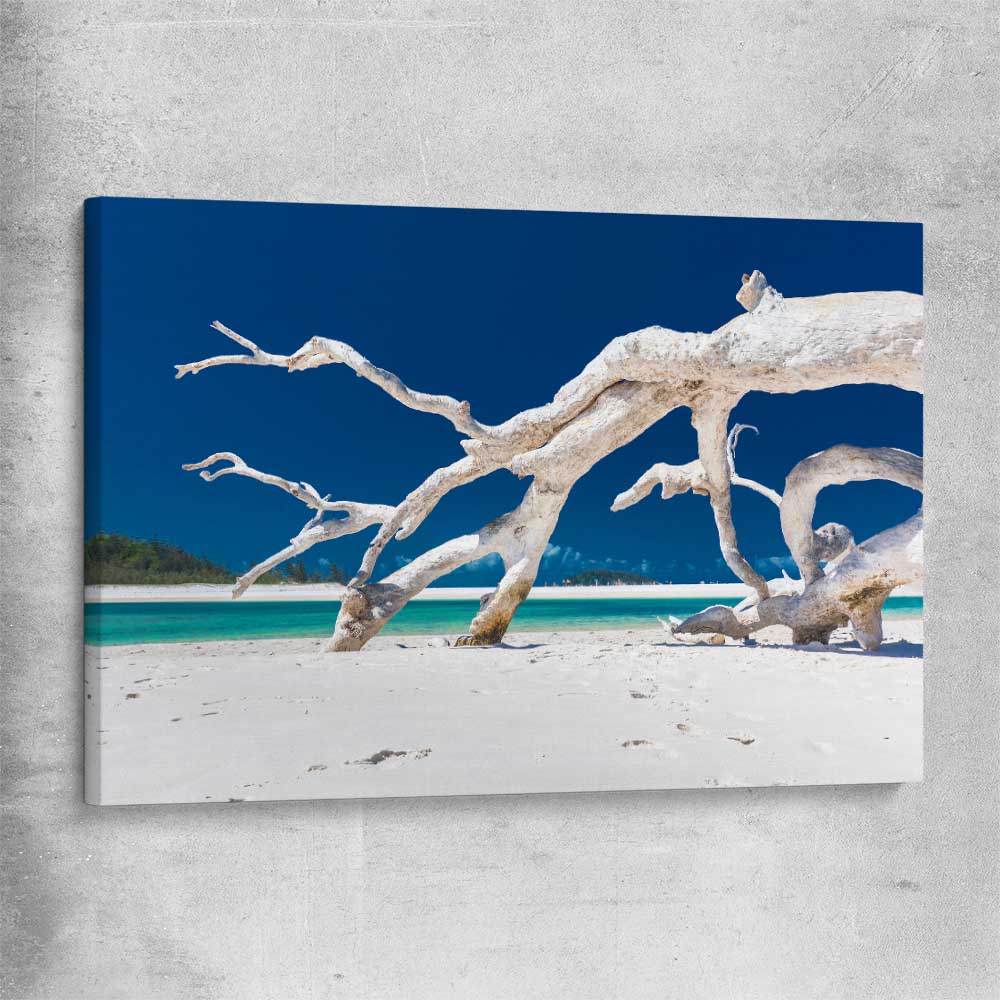 Beach and coastal wall art print of Whitsundays Driftwood on a stretched canvas