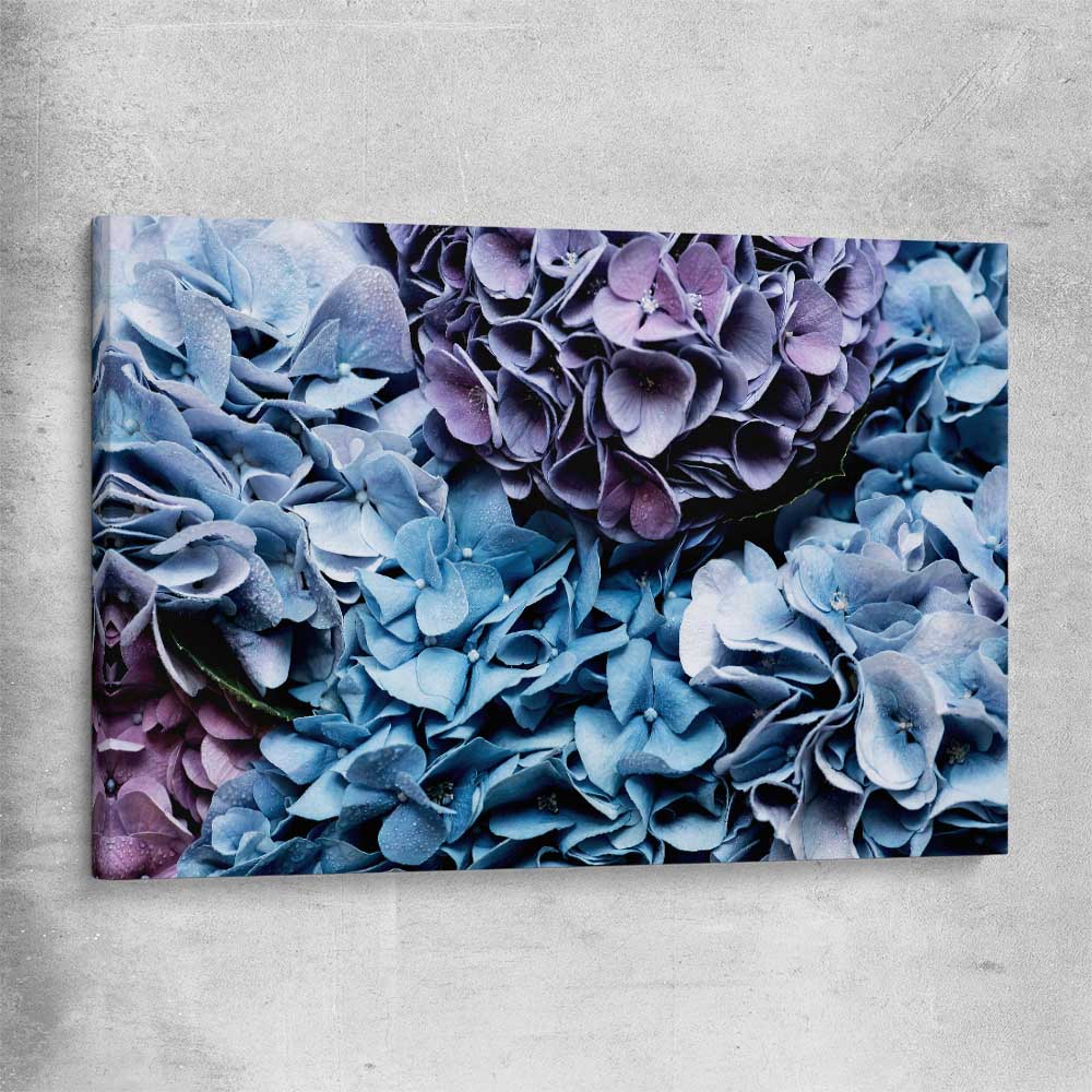 Floral print of Blue Hydrangea on a stretched canvas