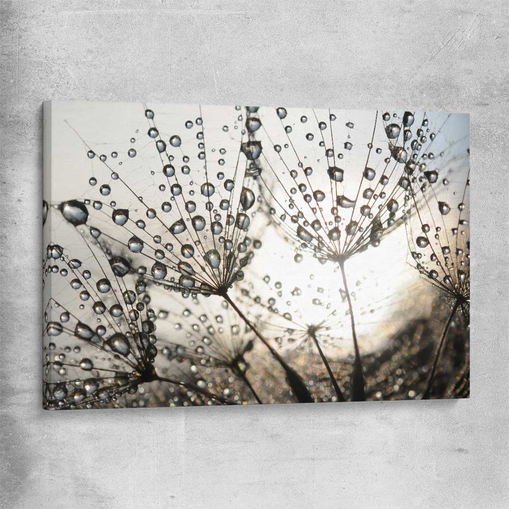 Floral print of Dandelion Seed Sunrise on a stretched canvas