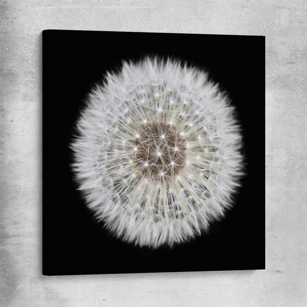 Inspirational wall art print of Isolated Dandelion on a stretched canvas