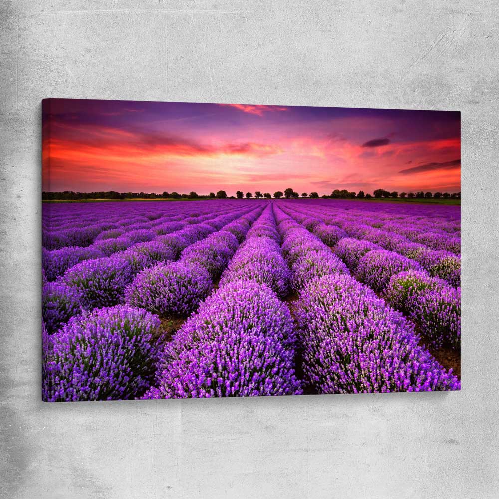 Floral print of Lavender Field on a stretched canvas