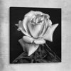 Floral print of Monochrome Rose on a stretched canvas
